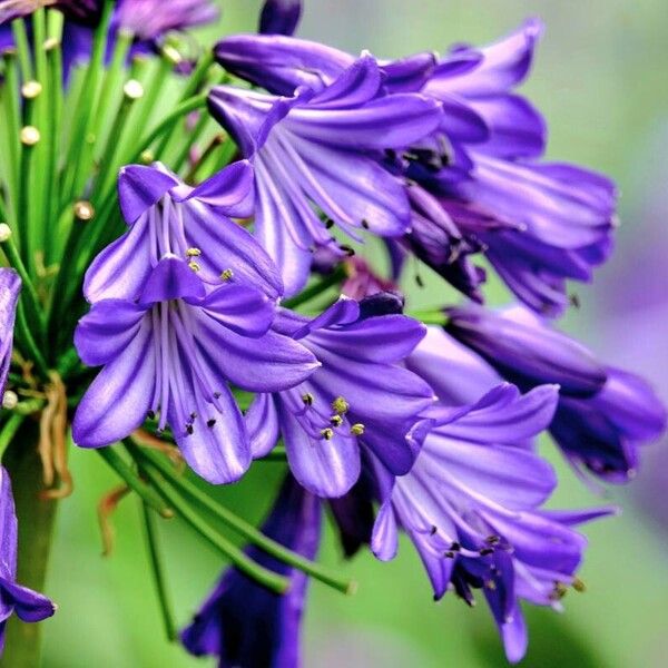 Agapanthus africanus Flors