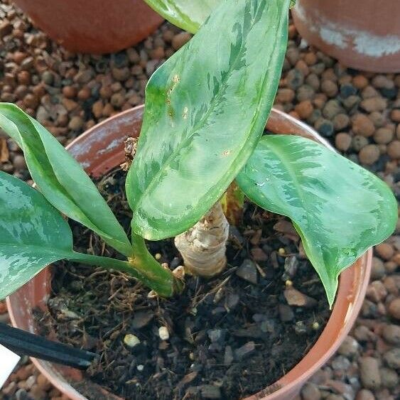 Aglaonema nitidum Leaf