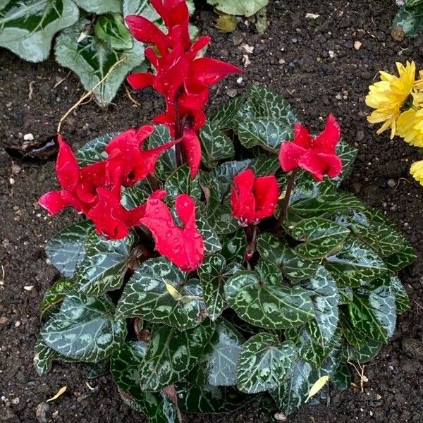 Cyclamen persicum Hábitos