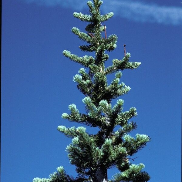 Abies lasiocarpa Pokrój