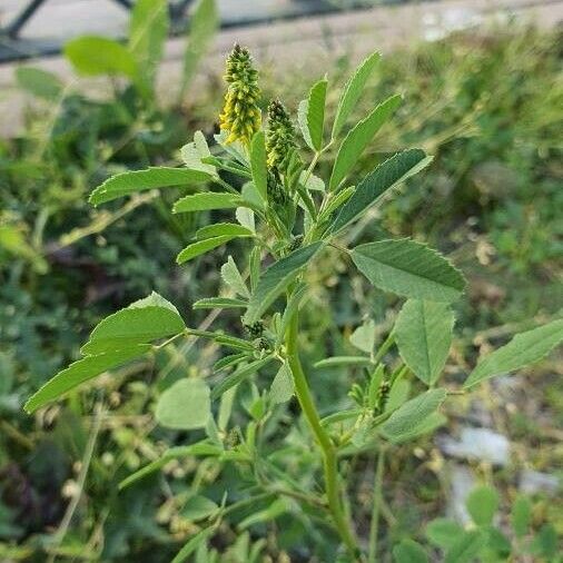 Melilotus indicus Blomst