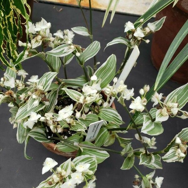 Tradescantia fluminensis ശീലം