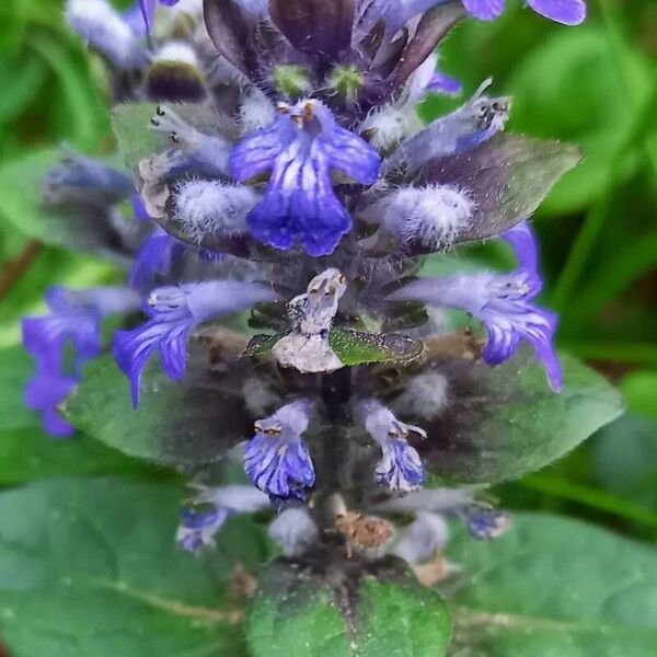 Ajuga reptans Flower