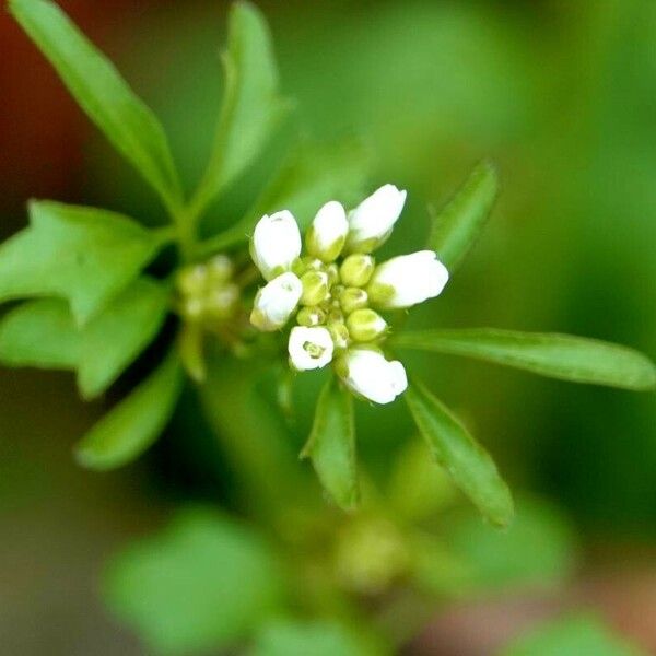 Cardamine flexuosa Flower