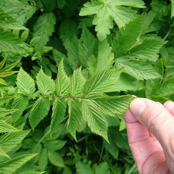 Filipendula ulmaria برگ