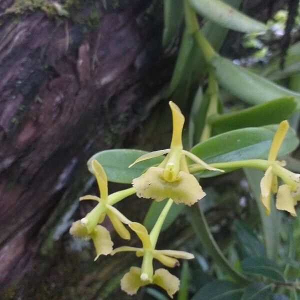 Epidendrum chlorocorymbos Кветка