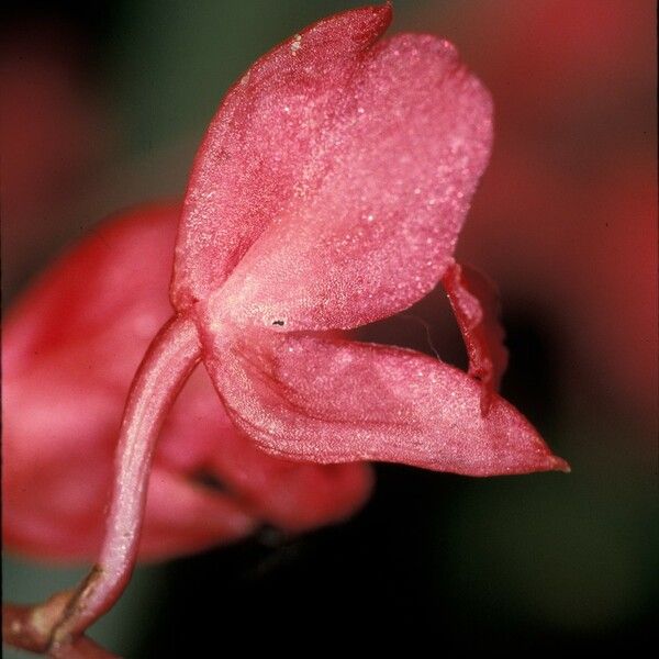 Rodriguezia lanceolata Flor
