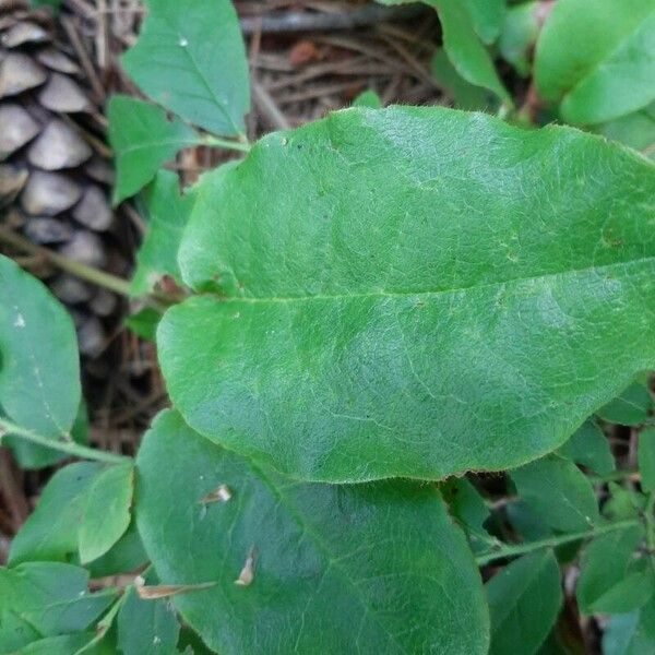 Epigaea repens Leaf