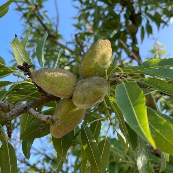 Prunus dulcis Плід