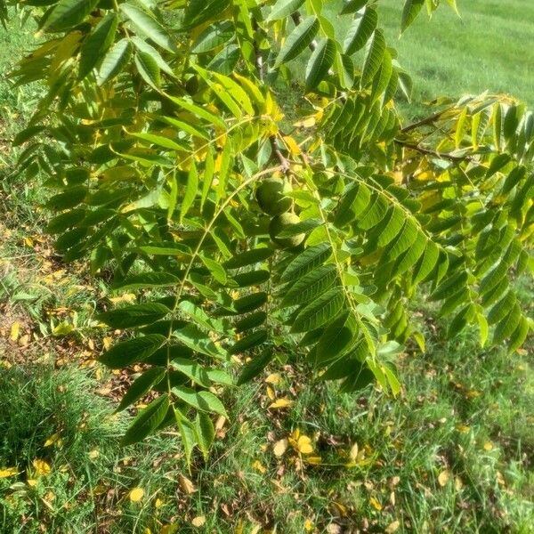 Juglans nigra Leaf