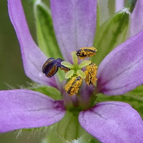 Erodium moschatum Flower