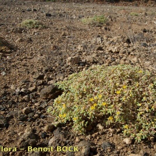 Zygophyllum simplex Habitus