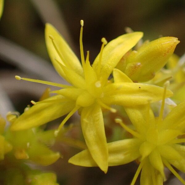 Sedum acre ফুল