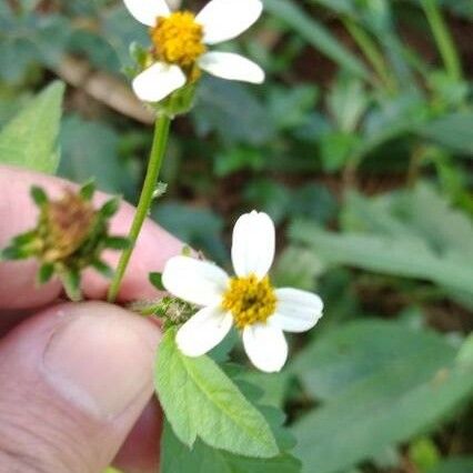 Bidens alba Flower