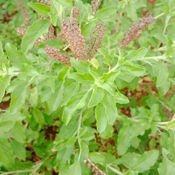 Ocimum tenuiflorum ᱥᱟᱠᱟᱢ