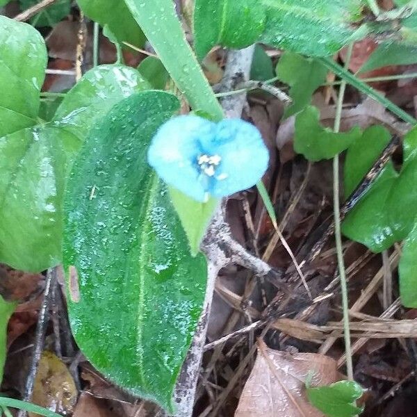 Commelina bracteosa Συνήθη χαρακτηριστικά