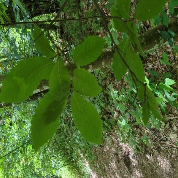 Castanea sativa Blad