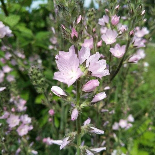 Sidalcea malviflora Blomma