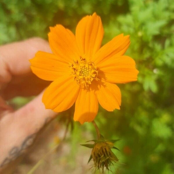 Cosmos sulphureus Цветок