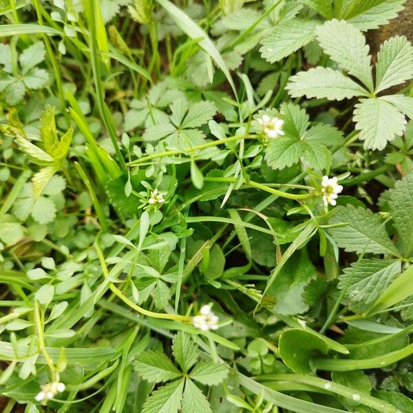 Cardamine oligosperma Λουλούδι