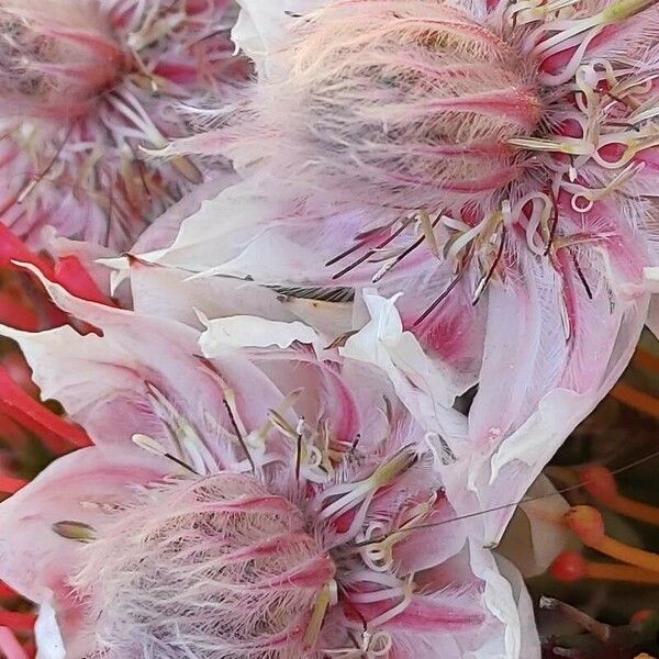 Serruria florida Flower