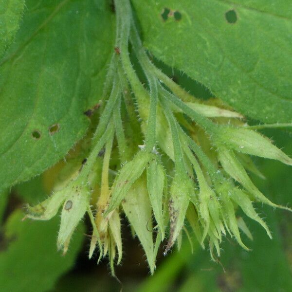 Symphytum bulbosum Ffrwyth