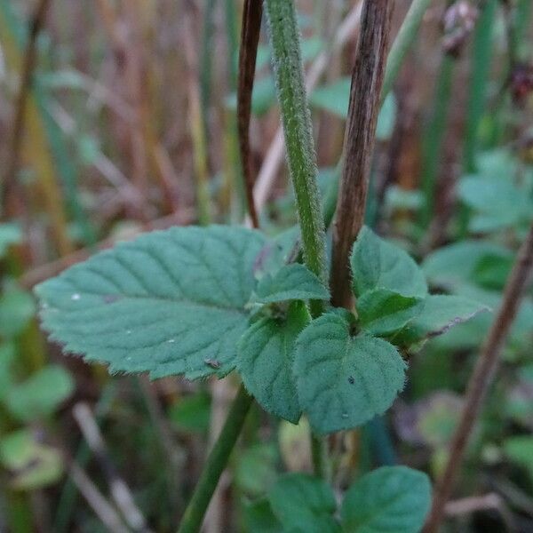 Mentha aquatica Кора