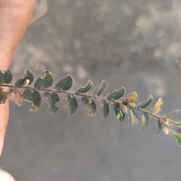 Adiantum hispidulum Feuille