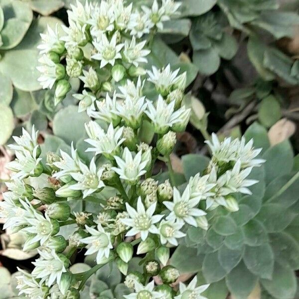 Aeonium haworthii Flors