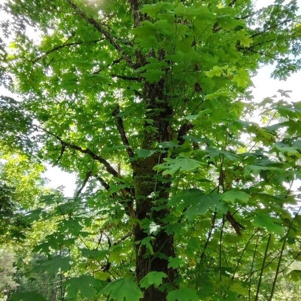 Acer macrophyllum Habit