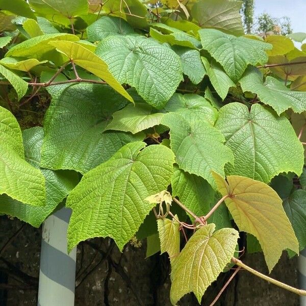 Vitis coignetiae পাতা