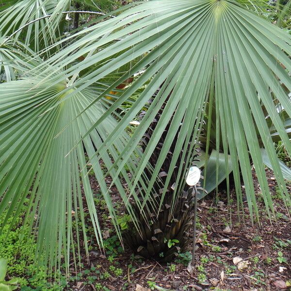 Brahea aculeata Fuelha