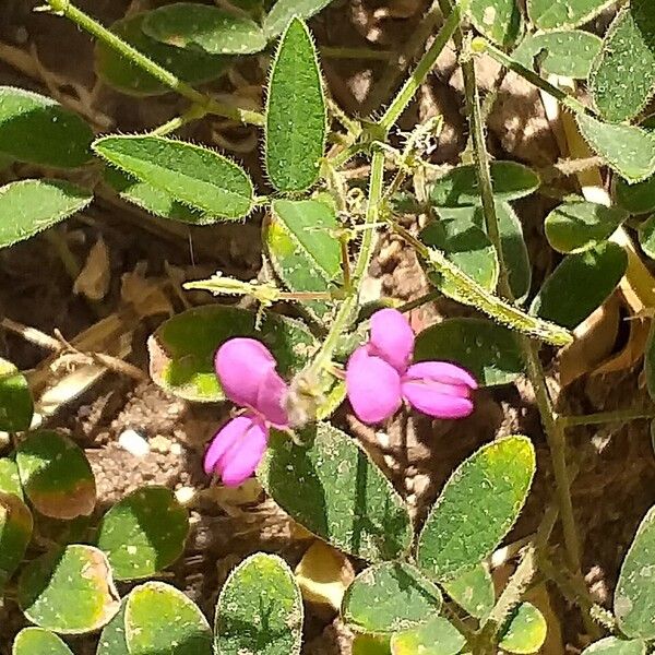 Desmodium incanum Blüte