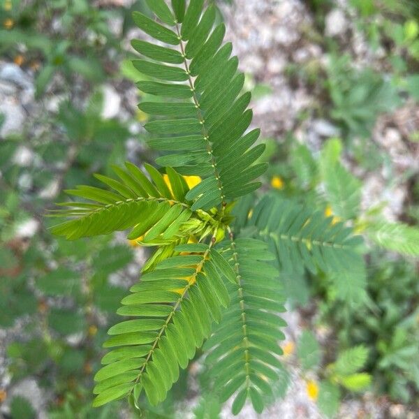 Chamaecrista fasciculata Folha