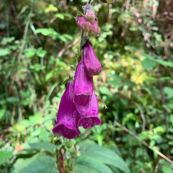 Digitalis thapsi Flower