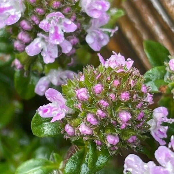 Thymus longicaulis Цвят