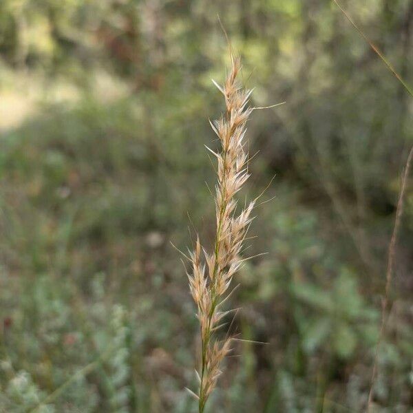 Achnatherum calamagrostis Vaisius