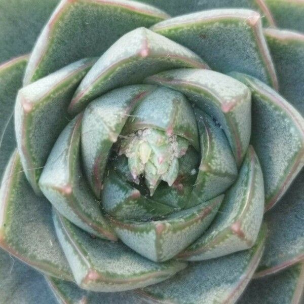 Echeveria purpusiorum Folha