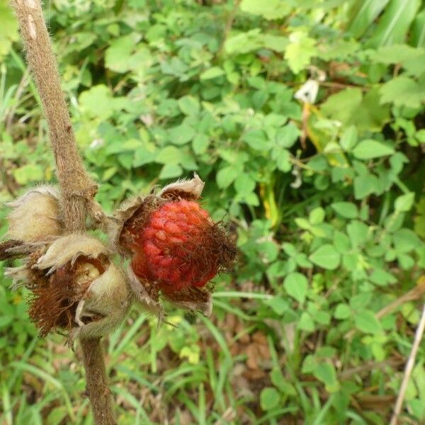 Rubus alceifolius Fruit