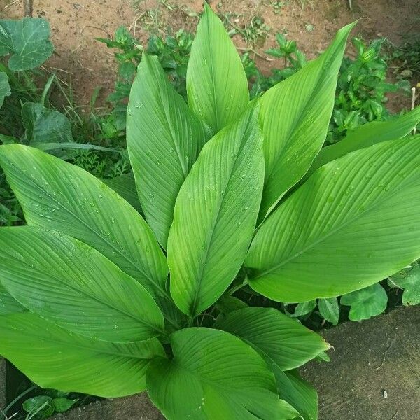 Curcuma longa Leaf