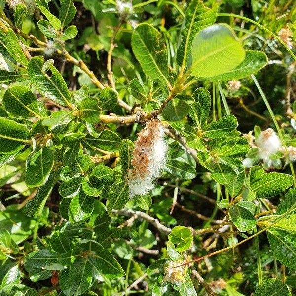 Salix waldsteiniana Květ