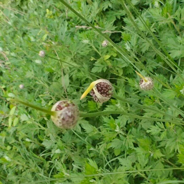 Allium vineale Fruchs