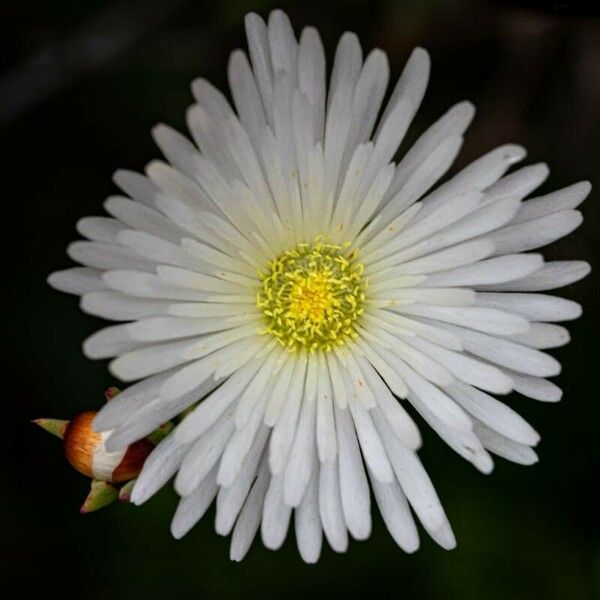 Carpobrotus edulis Flor