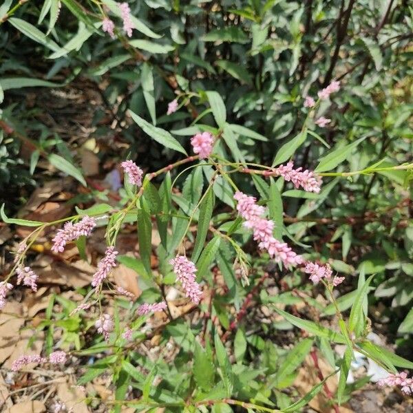 Polygonum persicaria Flower