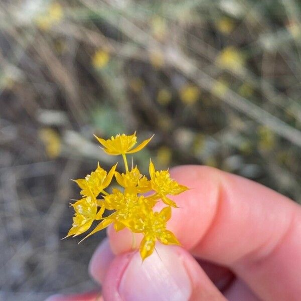 Bupleurum veronense Flower