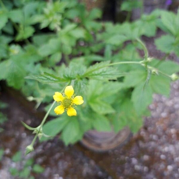 Geum macrophyllum Кветка