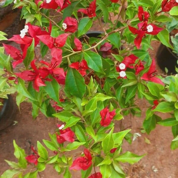 Bougainvillea glabra पत्ता