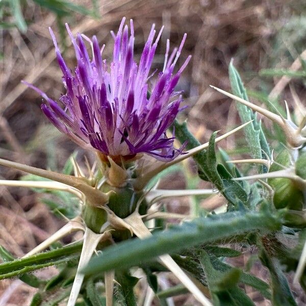 Centaurea calcitrapa Lorea