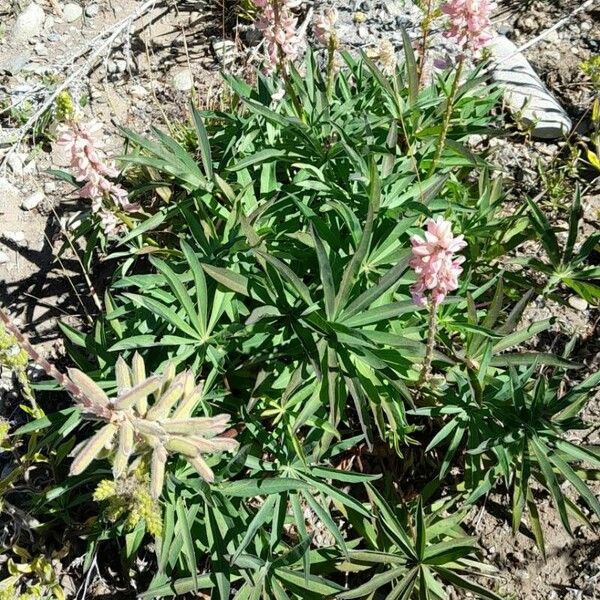 Lupinus polyphyllus Habitus