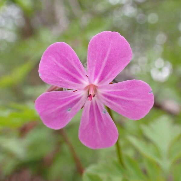 Geranium robertianum Fleur